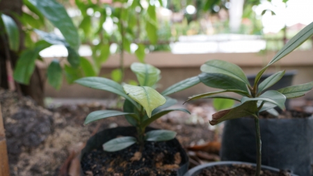 Young mangosteen の写真素材