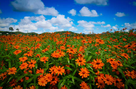 Zinnia elegansの写真素材