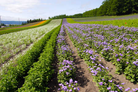 Flower field in Hokkaidoの写真素材