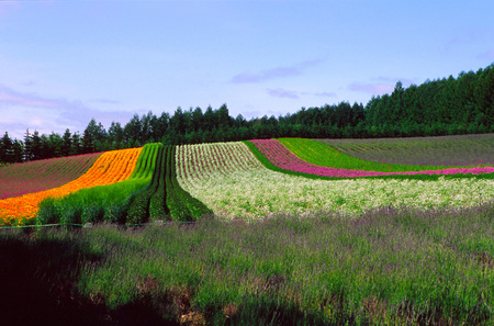 Biei Farm