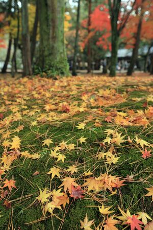 Temple in Kyoto, the Autumn season