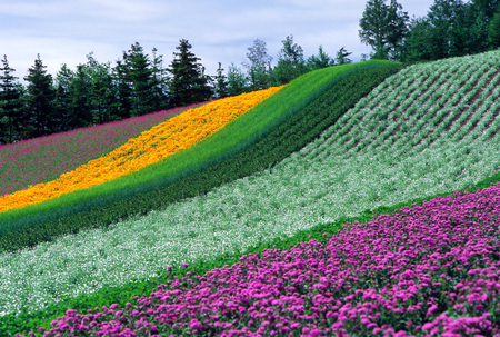 In the Flower Garden in Hokkaido, Japan