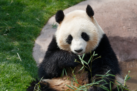 Giant Pandaの写真素材