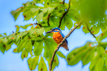 Kingfisher on a branch in the rain forest of Belizeの写真素材
