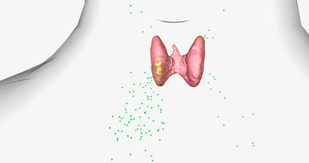 Due to their increased number of cells, enlarged parathyroid glands produce more parathyroid hormone than normal. 3D renderingの写真素材