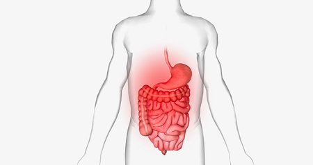 Abdominal pain is a common symptom that affects the digestive organs within the abdomen. 3D renderingの写真素材