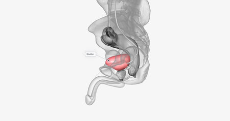 The urinary bladder is a muscular, pouch-like organ of the urinary system. 3D renderingの写真素材