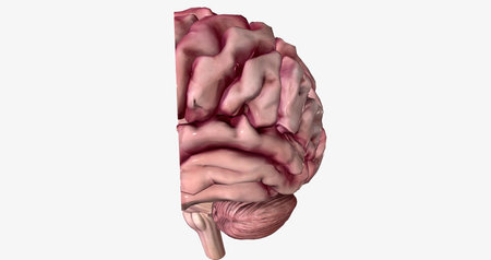 Alzheimer's Disease Brain Cross Section 3D renderingの写真素材
