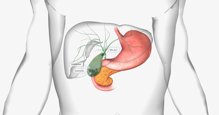 Gallstones are pieces of solid material that form in the gallbladder, a small hollow organ located beneath the liver. 3D renderingの写真素材