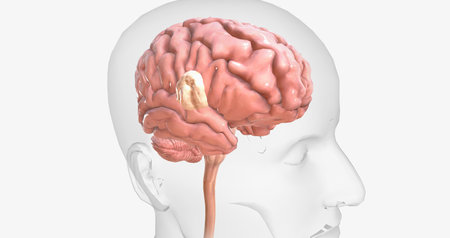 Brain tumors are abnormal growths found in brain tissue. Brain tumors may be benign or malignant. 3D renderingの写真素材