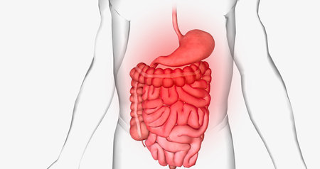 Abdominal pain is a common symptom that affects the digestive organs within the abdomen. 3D renderingの写真素材