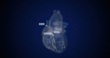 Your heartbeat is controlled by a special network within the walls of your heart called the conduction system. 3D renderingの写真素材