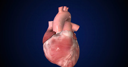 The heart is a muscular organ that usually beats between 60 and 80 times per minute. 3D renderingの写真素材