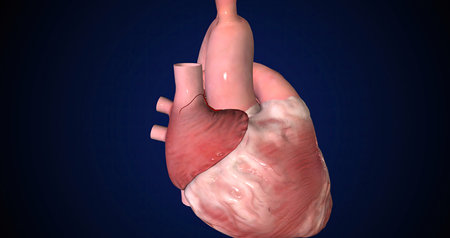The heart is a muscular organ that usually beats between 60 and 80 times per minute. 3D renderingの写真素材