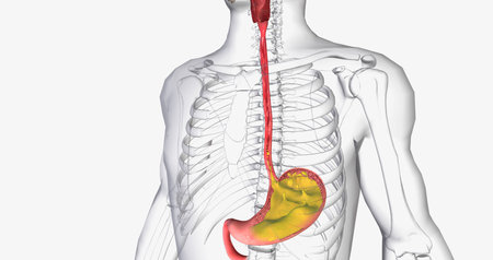 Acid reflux is caused by the involuntary release of stomach acid into the esophagus, throat, and mouth. 3D renderingの写真素材