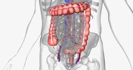 The abdomen is the region of the trunk between the thorax and pelvis. 3D renderingの写真素材