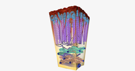 Adrenal Gland Tissue Cross Section 3D renderingの写真素材