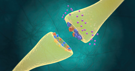 SSRIs increase the production of serotonin in the brain and also block the reuptake of serotonin into the neuron. 3D renderingの写真素材
