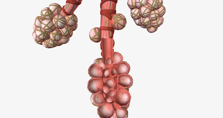 The alveoli are tiny air-filled pockets located in the lungs. 3D renderingの写真素材