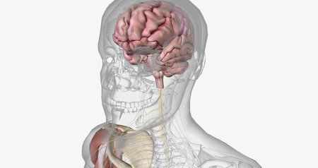 Amyotropic lateral sclerosis (ALS) is a progressive neurodegenerative disorder caused by the death of motor neurons. 3D renderingの写真素材