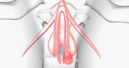 A Bartholins cyst occurs when a woman's Bartholin glands the glands responsible for lubricating the vagina fill with fluid. 3D renderingの写真素材