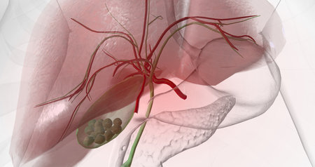 Gallstones are pieces of solid material that form in the gallbladder, a small hollow organ located beneath the liver. 3D renderingの写真素材