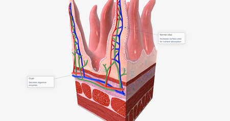 The tissue of the small intestine is responsible for absorbing nutrients from food during digestion. 3D renderingの写真素材