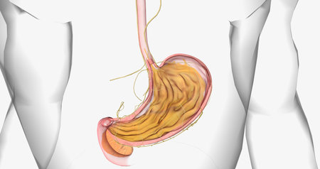 Ghrelin is a peptide usually secreted by the stomach. 3D renderingの写真素材