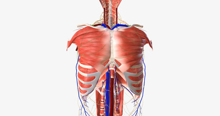 The thorax is the region of the trunk that extends from the neck to the abdomen. 3D renderingの写真素材