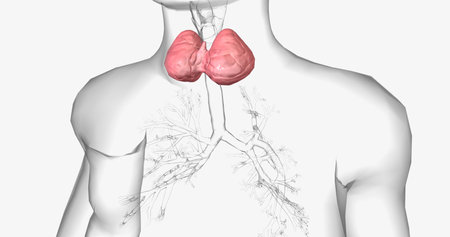 A goiter is a swollen, rounded lump in the throat caused by the abnormal enlargement of the thyroid gland. 3D renderingの写真素材