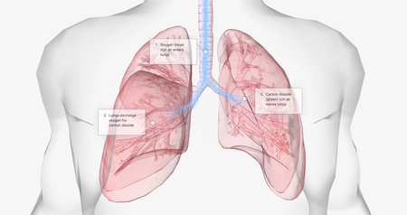 Oxygen rich air enters through your nose or mouth and reaches the lungs through your airways. 3D renderingの写真素材
