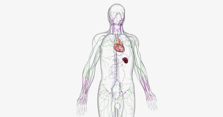 Lymph travels from the extremities through the lymphatic vessels. 3D renderingの写真素材