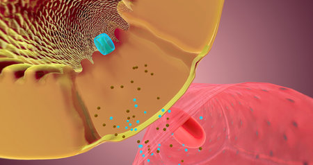 Secretion occurs along the nephron to remove unnecessary substances from the bloodstream and the body. 3D renderingの写真素材