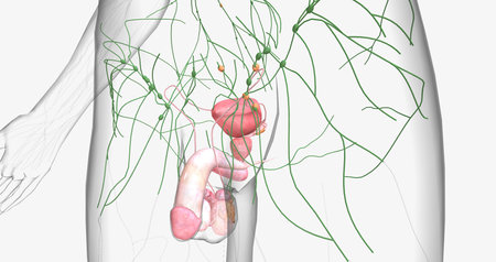 Stage II testicular cancer is characterized by the spread of cancer to nearby regional lymph nodes. 3D renderingの写真素材