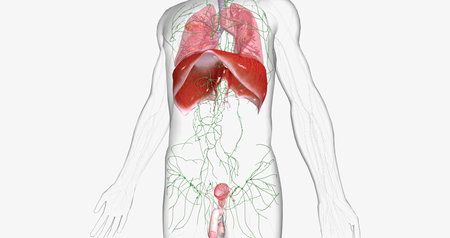 Stage III testicular cancer is characterized by spread to distant lymph nodes. 3D renderingの写真素材