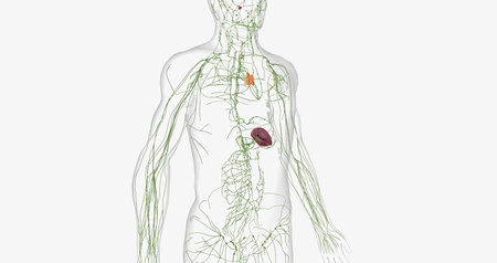 The lymphatic system is a network of organs, tissues, vessels and nodes that filter the lymph throughout the body. 3D renderingの写真素材