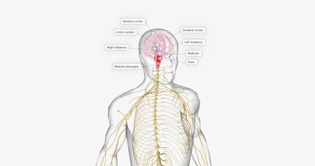 The pain pathway is a route of signals that takes place within the nervous system to perceive, transmit, process, and react to pain. 3D renderingの写真素材