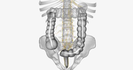 The nerve supply of the colon is divided into two parts, the parts of the colon before and after the...