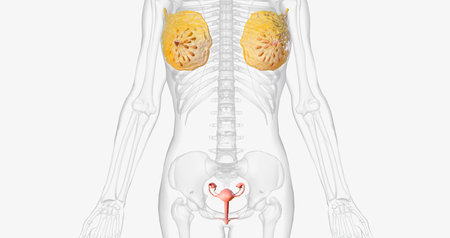 The female reproductive organs are the female genitalia. 3D renderingの写真素材