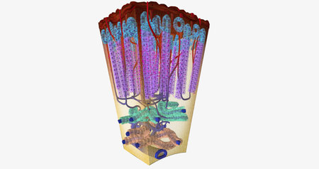 The Adrenal Cortex Hormone Release 3D renderingの写真素材