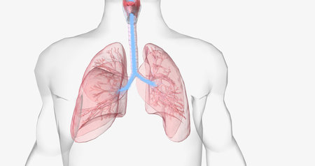 Oxygen rich air enters through your nose or mouth and reaches the lungs through your airways. 3D renderingの写真素材