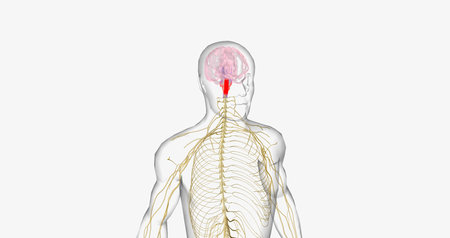 The pain pathway is a route of signals that takes place within the nervous system to perceive, transmit, process, and react to pain. 3D renderingの写真素材