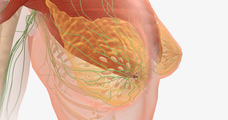 Stage 0 breast tumors are in situ they remain in the area in which they originated and show no signs of spreading to nearby tissues. 3D renderingの写真素材