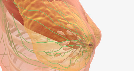 Stage I breast tumors are invasive and have started to spread to the fatty breast tissue or to nearby lymph nodes. 3D renderingの写真素材