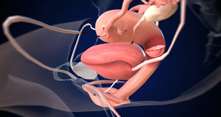 Removal of Uterus and Closure of Vagina 3D renderingの写真素材