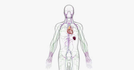 The lymphatic system is part of the immune and circulatory systems. 3D renderingの写真素材