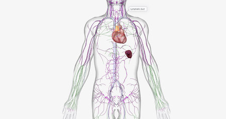 The lymphatic system is part of the immune and circulatory systems. 3D renderingの写真素材