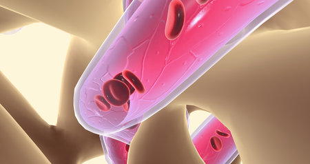 Spongy or cancellous bone gets its name from its sponge-like appearance. 3D renderingの写真素材