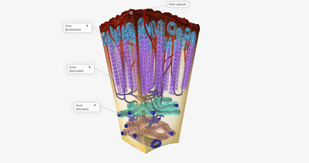 The Adrenal Cortex Hormone Release 3D renderingの写真素材