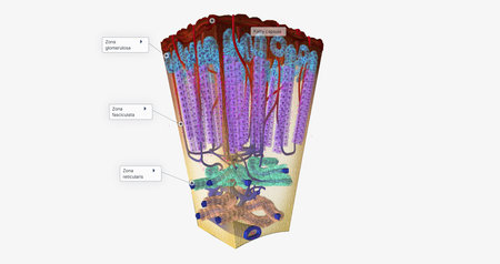 The Adrenal Cortex Hormone Release 3D renderingの写真素材